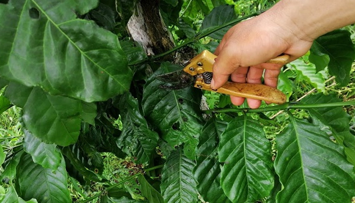 Kỹ thuật phục hồi vườn cà phê sau thu hoạch