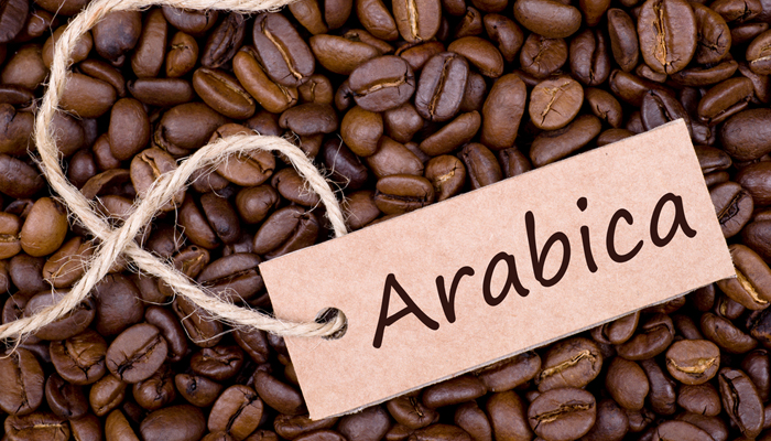 Kỹ thuật trồng và chăm sóc cây cà phê chè (Arabica)